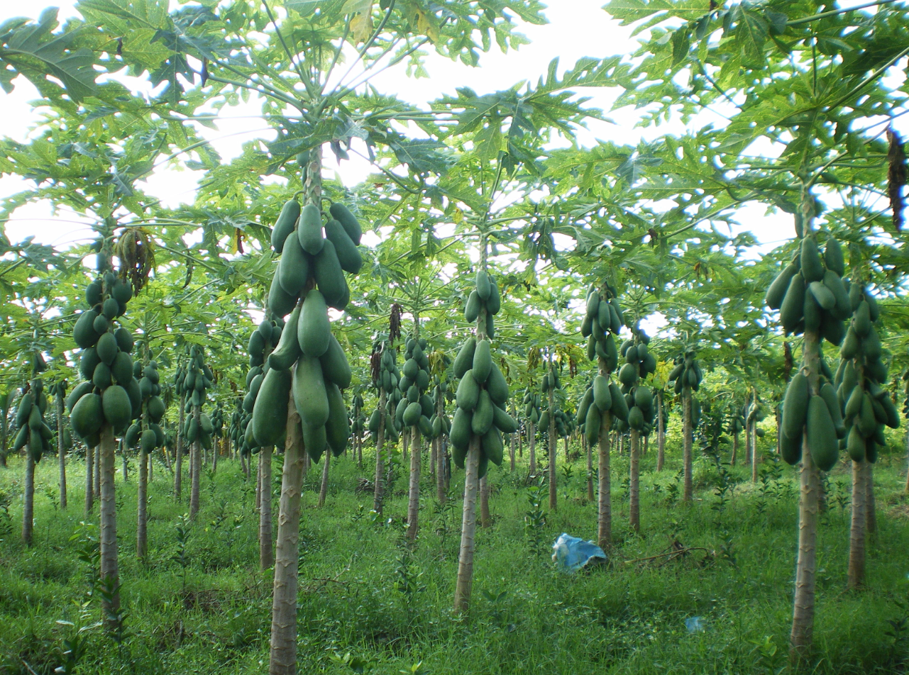 Loại quả xưa chín rụng đầy không ai hái, nay là đặc sản được dân thành phố "ưa chuộng"