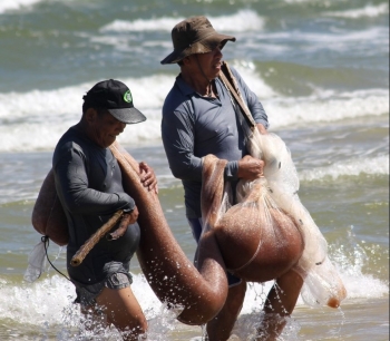 Nụ cười mùa ruốc biển, ra biển hụp lặn kiếm tiền triệu mỗi ngày