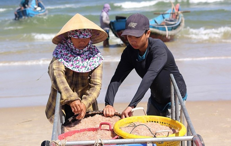 Nụ cười mùa ruốc biển, ra biển hụp lặn kiếm tiền triệu mỗi ngày