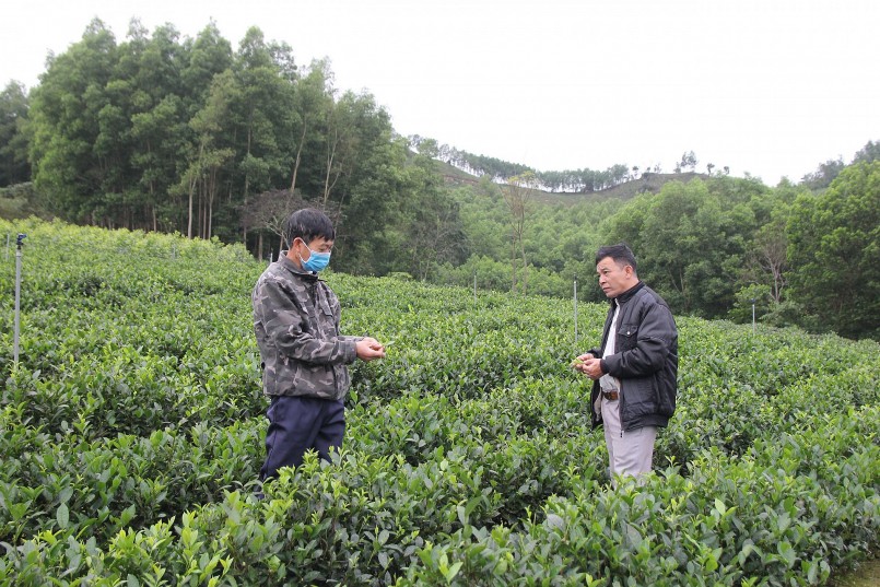 Người đưa hương chè Thanh Trà bay xa
