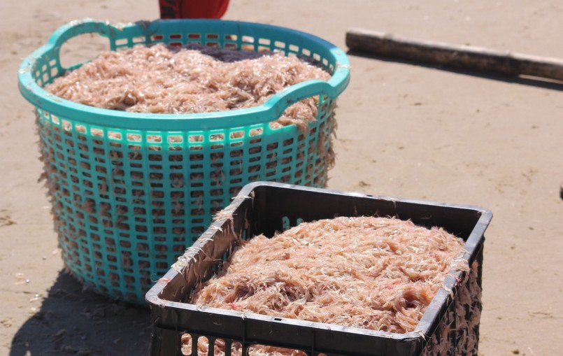 Nụ cười mùa ruốc biển, ra biển hụp lặn kiếm tiền triệu mỗi ngày