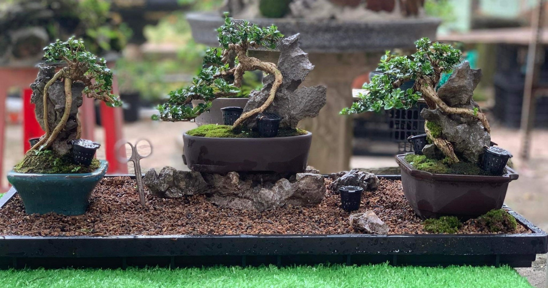 Tú có hơn 1.000 bonsai mini