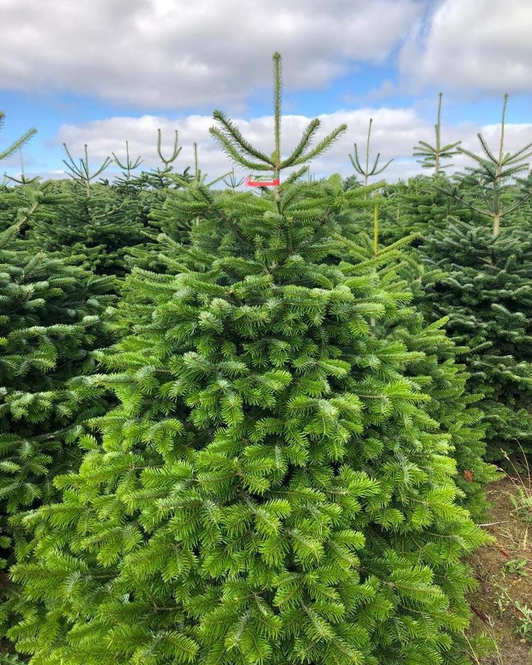 Xuất hiện cây thông cao gần 7m giá 150 triệu đồng Xuất hiện cây thông cao gần 7m giá 150 triệu đồng