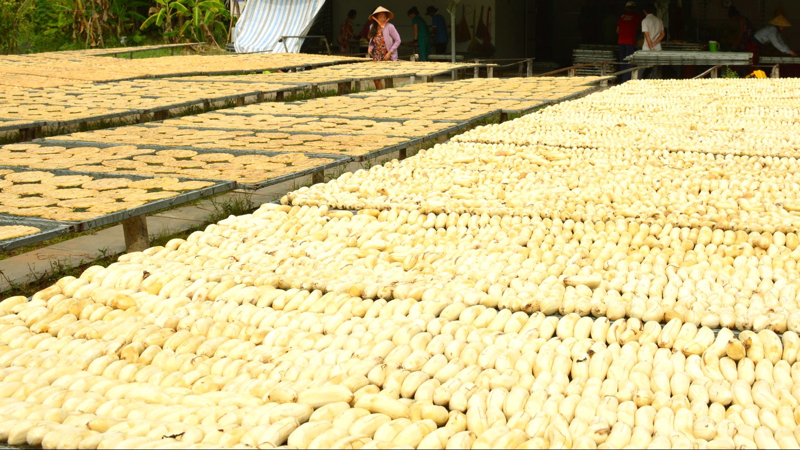 Loại quả rẻ bèo ở đâu cũng có, đem phơi khô lại thành đặc sản Cà Mau