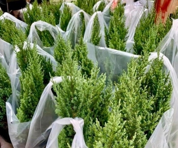 Thị trường thông tươi nhộn nhịp, xuất hiện cây cao gần 7m giá 150 triệu đồng