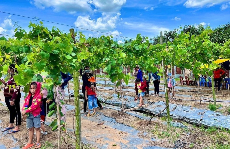 Là vườn nho móng tay đầu tiên tại địa phương nên thu hút sự hiếu kỳ của du khách.