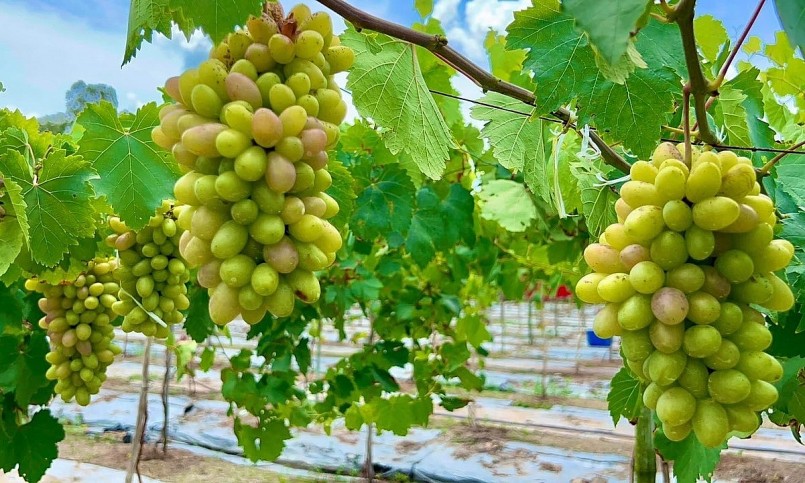 Mỗi chùm nho có trọng lượng từ 0,5 - 2 kg.
