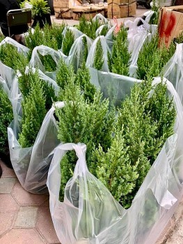 Thị trường thông tươi nhộn nhịp, xuất hiện cây cao gần 7m giá 150 triệu đồng