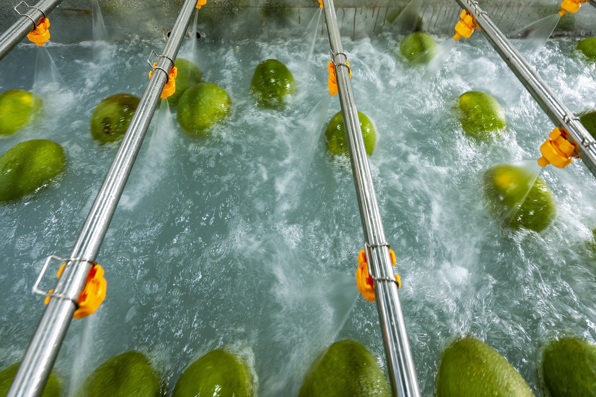 Dây chuyền xử lý bưởi xuất khẩu vào Mỹ do UNIDO và VIAEP nghiên cứu, phát triển