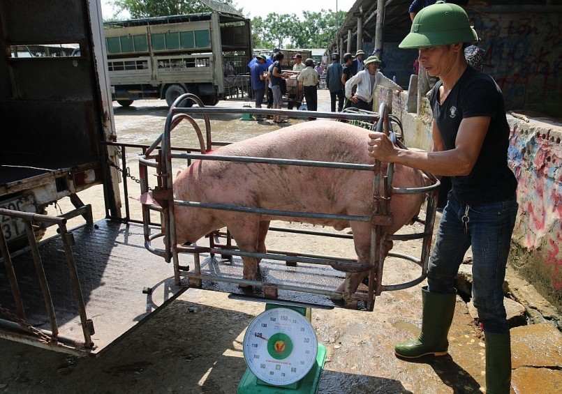 Giá heo hơi hôm nay (01/12) ít biến động, giao động quanh mức 52.000 đến 55.000 đồng/kg. 