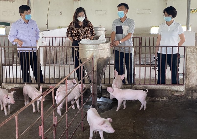 Nhiều địa phương hỗ trợ người chăn nuôi heo phòng dịch và tái đàn.