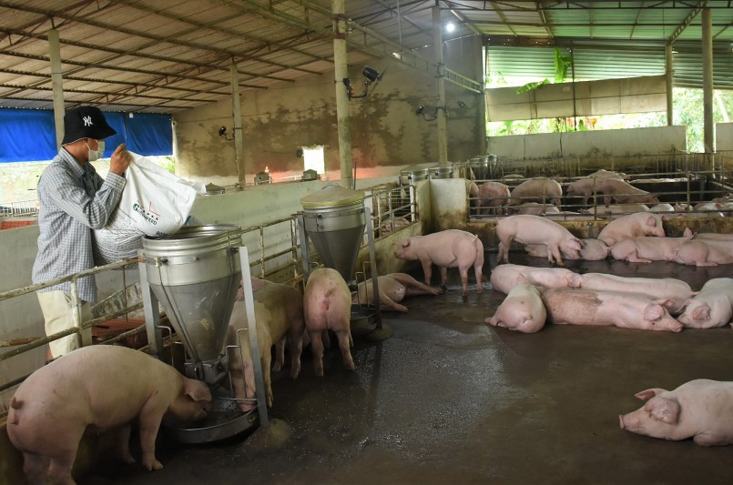 Trước khó khăn của người chăn nuôi heo do thua lỗ kéo dài, nhiều ý kiến cho rằng cần tính tới giải pháp xuất khẩu tiểu ngạch thịt heo sang Trung Quốc. 