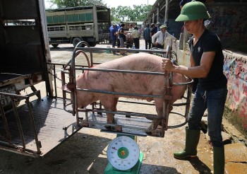 Giá heo hơi hôm nay chưa thấy dấu hiệu tăng, xuất khẩu tiểu ngạch vẫn đóng băng