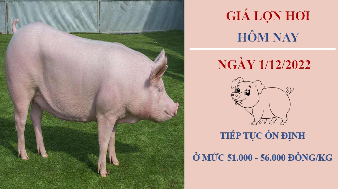 Giá heo hơi hôm nay 1/12/2022: Tiếp tục đứng yên trên diện rộng