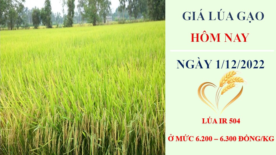 Giá lúa gạo hôm nay 1/12/2022: Thị trường tiếp tục có nhiều điểm sáng
