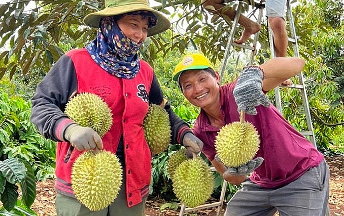 Hiện nay giá sầu riêng đang tăng cao khiến người dân phấn khởi, nhiều nơi đang ồ ạt trồng sầu riêng.