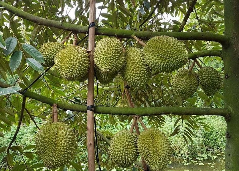 Cần có sự phối hợp từ các bộ, ngành tới địa phương và doanh nghiệp để phát triển sản xuất sầu riêng, chanh leo hiệu quả cao, bền vững.