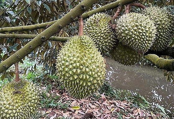 Bộ NNPTNT khuyến cáo nông dân không tự phát mở rộng diện tích sầu riêng, chanh leo.