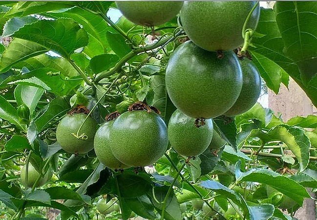 Chanh leo Việt Nam đã được xuất khẩu chính ngạch sang Trung Quốc nên nông sản này tăng giá mạnh.