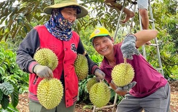 Ồ ạt trồng sầu riêng, chanh leo, Bộ Nông nghiệp phát đi cảnh báo