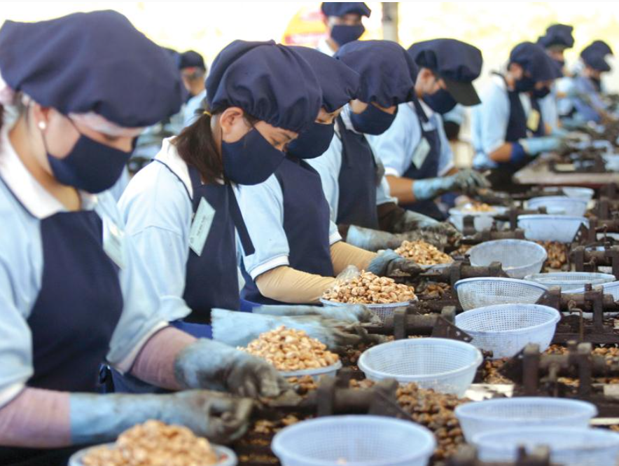 Xuất khẩu hạt điều sang các thị trường chủ lực tăng