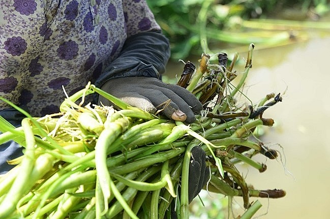 Ngó khoai luôn được thị trường ưa chuộng nên hiện bán được giá cao.