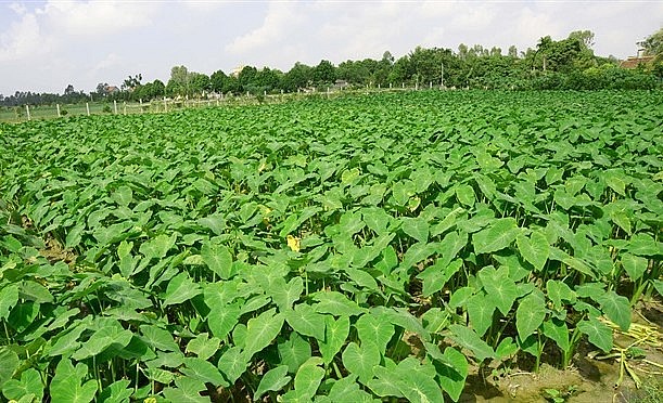 Loại khoai dễ trồng cho thu ngó quanh năm.