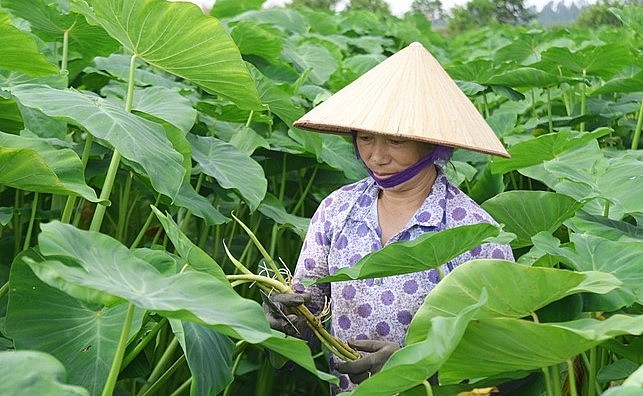 Nhiều hộ dân đã vươn lên thoát nghèo nhờ cây này