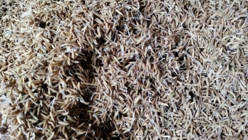 Xót xa lúa gạo 'ngon nhất thế giới' ST25 để mọc mầm, khẩn trương tháo gỡ vướng mắc