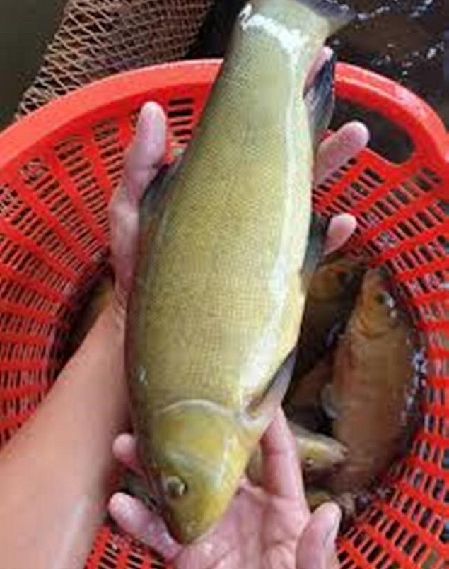 Loài cá này có thịt chắc, đặc biệt là thịt còn có mùi thơm như quế khiến nhiều người ấn tượng.