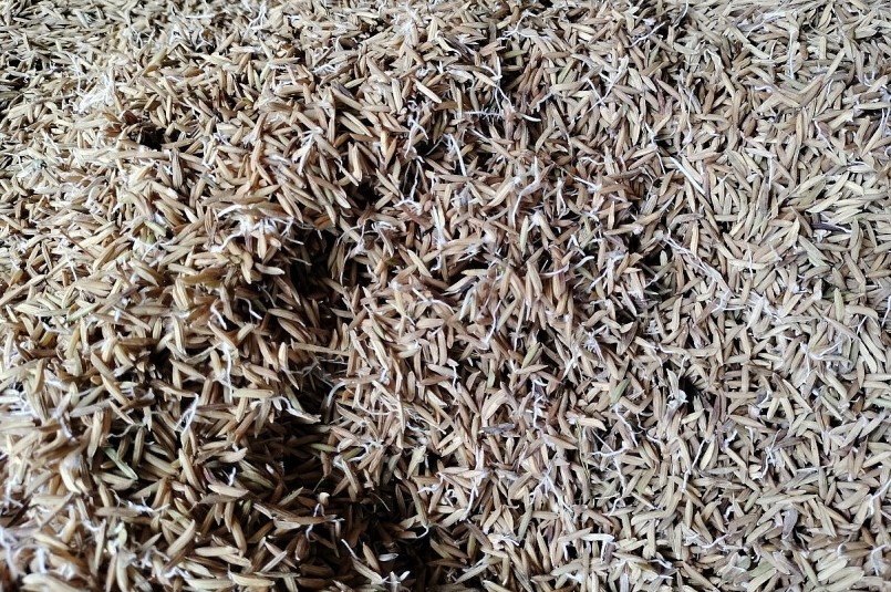 Lúa ST25 thương lái không mua, gặp phải trời mưa dầm nên đã lên mầm. Ảnh Tâm Trần