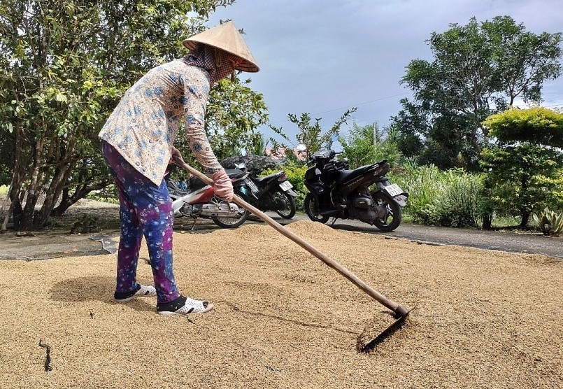 Người dân huyện Thới Bình, tỉnh Cà Mau thu hoạch lúa ST24, ST25 nhưng doanh nghiệp không mua. Ảnh: Tâm Trần