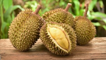 Ngon hơn Musang King, sầu riêng Kanyao đắt nhất thế giới 15 triệu đồng/quả vẫn được giới nhà giàu “săn lùng”