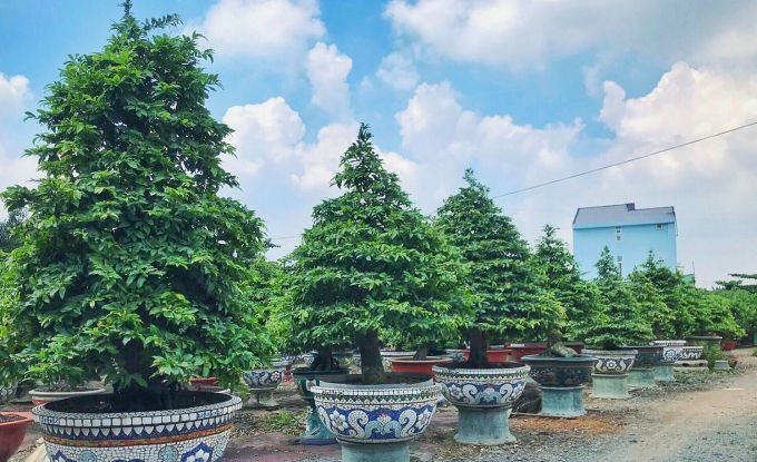 Vườn mai của nhà ông Nhân ở thành phố Thủ Đức