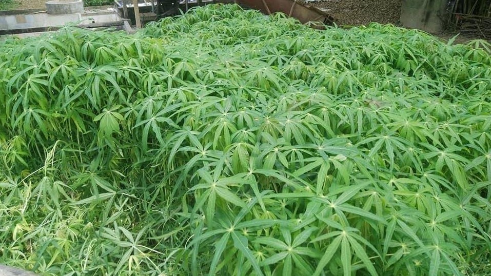 Loại rau chứa nhiều vitamin tốt cho sức khỏe, nhưng sơ suất khi ăn có thể nguy hiểm tính mạng