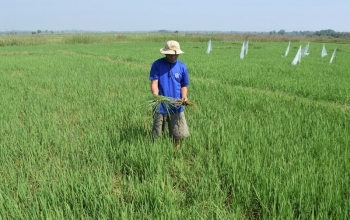 Bỉm Sơn phát động phong trào toàn thị xã chống "giặc" chuột