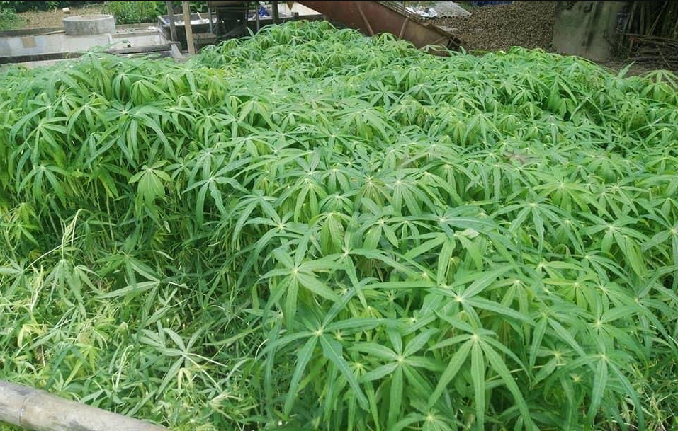 Loại rau chứa vitamin tốt cho sức khỏe nhưng sơ suất khi ăn có thể nhập viện Loại rau chứa vitamin tốt cho sức khỏe nhưng sơ suất khi ăn có thể nhập viện