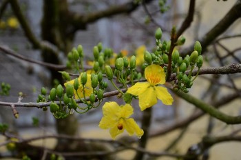 Mai có dấu hiệu nở sớm, chủ vườn lo trắng tay, mất Tết