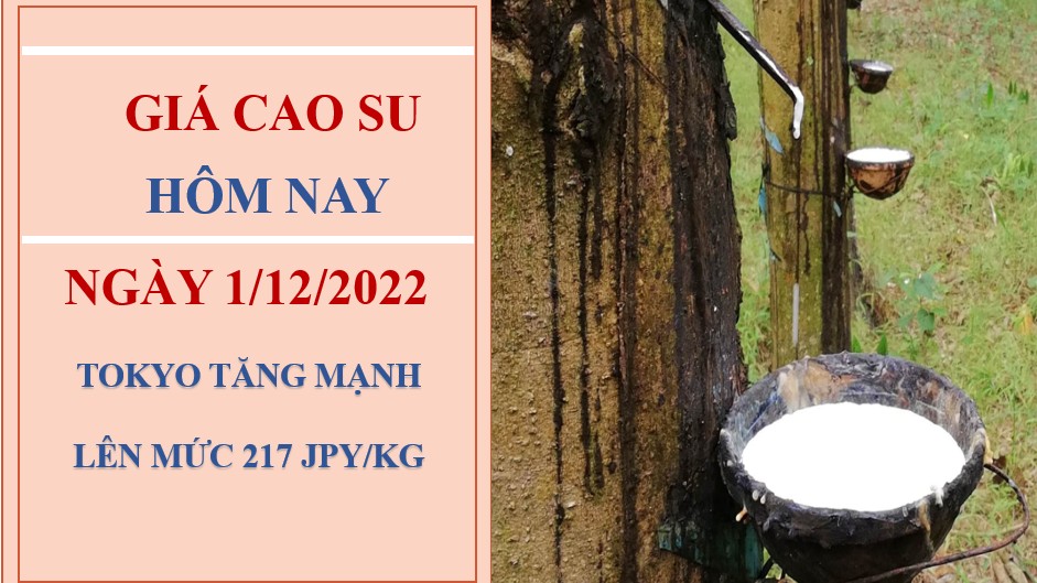 Giá cao su hôm nay 1/12/2022: Xu hướng tăng mạnh tại các sàn châu Á