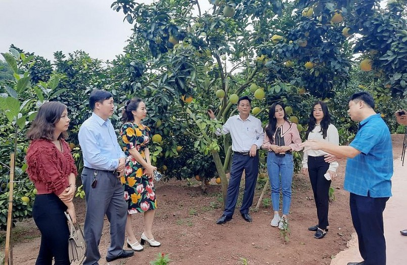 Nhiều doanh nghiệp lữ hành cũng về tìm hiểu, kết nối tour du lịch miệt vườn Lục Ngạn.