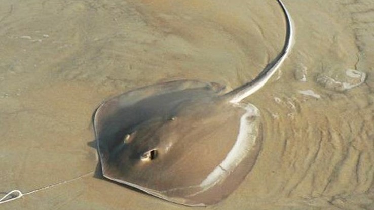 Loài cá xưa ít người biết tới, giá rẻ bèo, nay thành đặc sản nổi tiếng có giá 400.000 đồng/kg