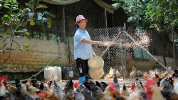 Nuôi gà bằng thảo dược chất lượng thịt thơm ngon, người tiêu dùng đón nhận