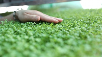 Trồng rau an toàn đạt chứng nhận OCOP