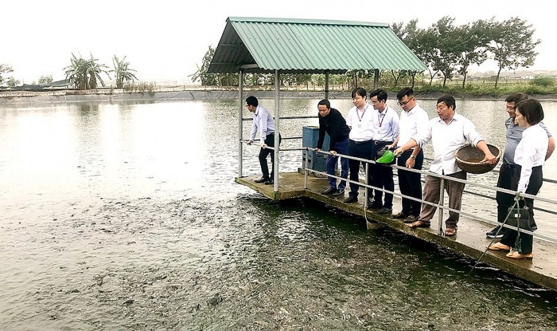 Doanh thu từ nuôi cá của ông Đức mỗi năm đạt 1,5 tỷ đồng.