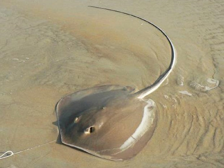 Loại hạt rụng đầy rừng không ai nhặt, giờ là đặc sản bổ dưỡng có giá 400.000 đồng/kg