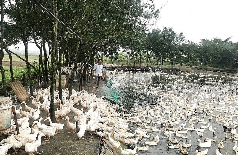 Từ ruộng trũng được ông Đức chuyển đổi thành trang trại tổng hợp thả cá và nuôi vịt cho hiệu quả kinh tế cao.