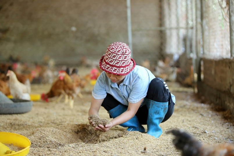 Đặc biệt, chị Thoan đã ứng dụng kỹ thuật sử dụng đệm lót sinh học nên nền chuồng gà được sử dụng trấu, mùn cưa trộn men vi sinh giúp hạn chế tối đa mùi hôi thối. Phân gà vi sinh là nguyên liệu đầu vào mà các trang trại canh tác sạch rất ưa chuộng. Mỗi năm, chị bán được khoảng 30 tấn phân gà vi sinh với giá 3.000 đồng/kg. Chi phí cho nền lót với độ dày 20cm trên 100m² diện tích nền (có thể nuôi 1.000 con gà) khoảng từ 2,5 - 3 triệu đồng, sử dụng tới 2 năm vẫn đảm bảo tiêu chuẩn vệ sinh, an toàn trong chăn nuôi. Đặc biệt, chị Thoan đã ứng dụng kỹ thuật sử dụng đệm lót sinh học nên nền chuồng gà được sử dụng trấu, mùn cưa trộn men vi sinh giúp hạn chế tối đa mùi hôi thối. Phân gà vi sinh là nguyên liệu đầu vào mà các trang trại canh tác sạch rất ưa chuộng. Mỗi năm, chị bán được khoảng 30 tấn phân gà vi sinh với giá 3.000 đồng/kg. Chi phí cho nền lót với độ dày 20cm trên 100m² diện tích nền (có thể nuôi 1.000 con gà) khoảng từ 2,5 - 3 triệu đồng, sử dụng tới 2 năm vẫn đảm bảo tiêu chuẩn vệ sinh, an toàn trong chăn nuôi.