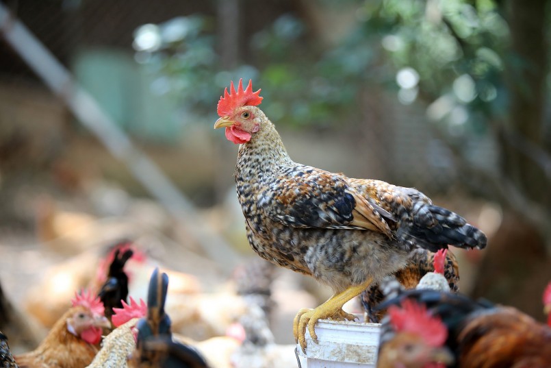 Thông thường, gà được nuôi đến khi trọng lượng đạt 1 - 1,7kg xuất bán ra thị trường. Thịt gà được sơ chế sạch, đóng túi, hút chân không. Trên bao bì có đầy đủ thông tin mã QR, mã vạch… Giá niêm yết 285.000 đồng/kg. Nhẩm tính sơ sơ, trung bình mỗi tháng xuất bán 1.000 con/lứa, sau khi trừ tất cả chi phí..., Giám đốc HTX Thu Thoan lãi khoảng 50 triệu đồng. Thông thường, gà được nuôi đến khi trọng lượng đạt 1 - 1,7kg xuất bán ra thị trường. Thịt gà được sơ chế sạch, đóng túi, hút chân không. Trên bao bì có đầy đủ thông tin mã QR, mã vạch… Giá niêm yết 285.000 đồng/kg. Nhẩm tính sơ sơ, trung bình mỗi tháng xuất bán 1.000 con/lứa, sau khi trừ tất cả chi phí..., Giám đốc HTX Thu Thoan lãi khoảng 50 triệu đồng.