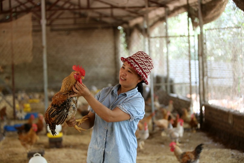 “Trang trại được thiết kế theo quy trình xử lý sinh học. Tôi thiết kế trang trại thành nhiều khu vực khác nhau, gồm khu chuồng nuôi, khu chế biến thức ăn, các loại gà khác nhau cũng được nuôi trong những khu vực riêng”. Chị Thoan bật mí thêm. “Trang trại được thiết kế theo quy trình xử lý sinh học. Tôi thiết kế trang trại thành nhiều khu vực khác nhau, gồm khu chuồng nuôi, khu chế biến thức ăn, các loại gà khác nhau cũng được nuôi trong những khu vực riêng”. Chị Thoan bật mí thêm.