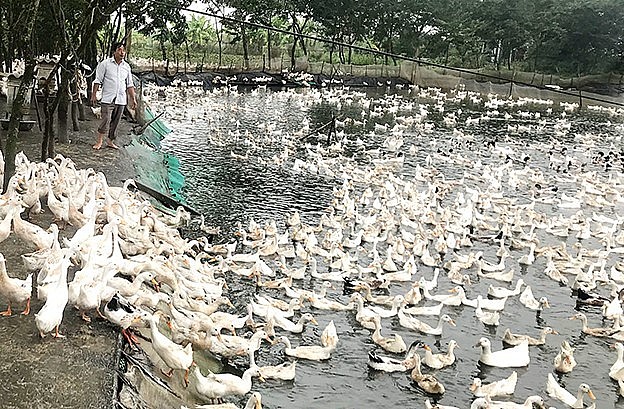 Trang trại tổng hợp của ông Đức là mô hình chuyển đổi hiệu quả tại địa phương.